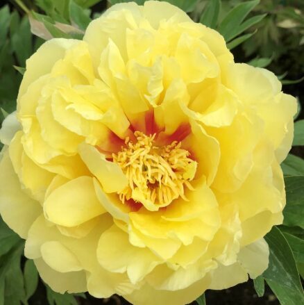 Itoh peonija 'Bartzella'